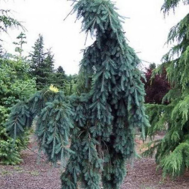 Daglezja zielona Compacta Pendula Pseudotsuga menziesii Daglezja zielona Compacta Pendula Pseudotsuga menziesii