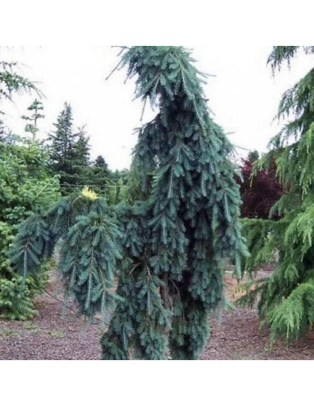 Daglezja zielona Compacta Pendula Pseudotsuga menziesii