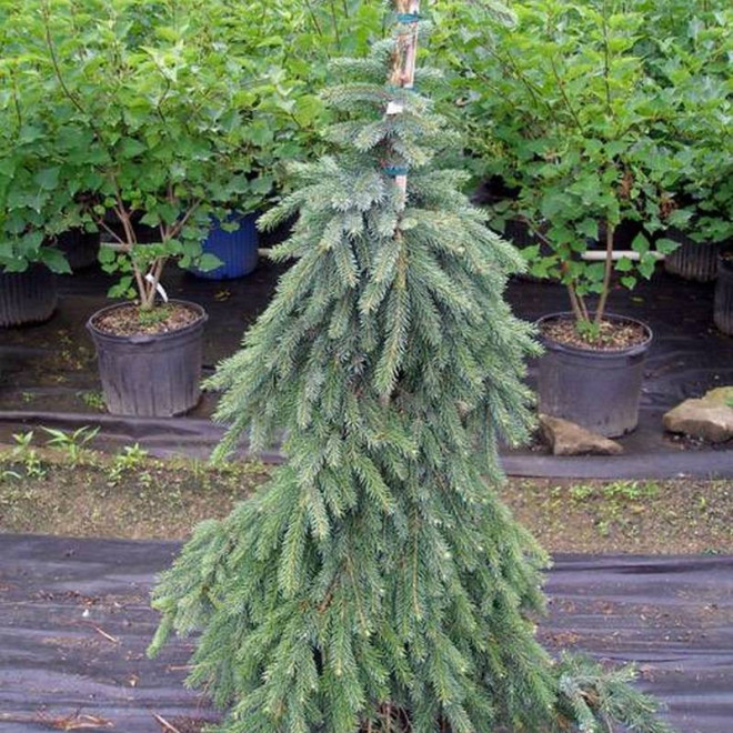 Compacta Pendula Pseudotsuga menziesii Daglezja zielona Compacta Pendula Pseudotsuga menziesii Daglezja zielona