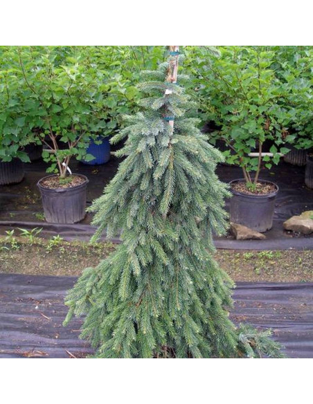 Compacta Pendula Pseudotsuga menziesii Daglezja zielona