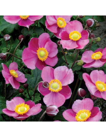 Zawilec mieszańcowy Summer Breeze Anemone hybrida