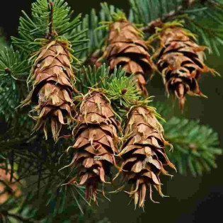 Daglezja zielona Pseudotsuga menziesii