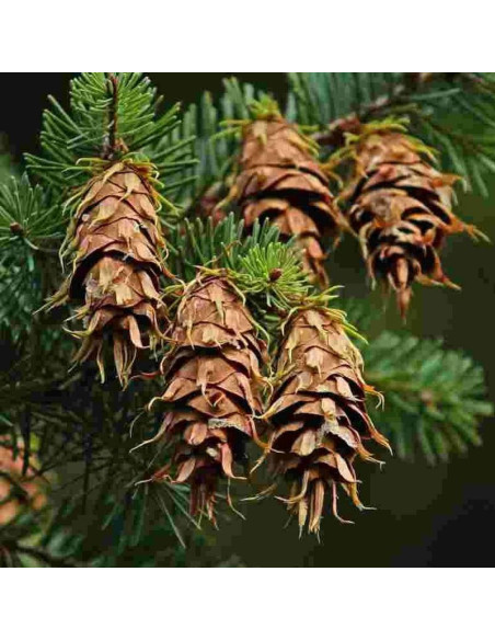 Daglezja zielona Pseudotsuga menziesii