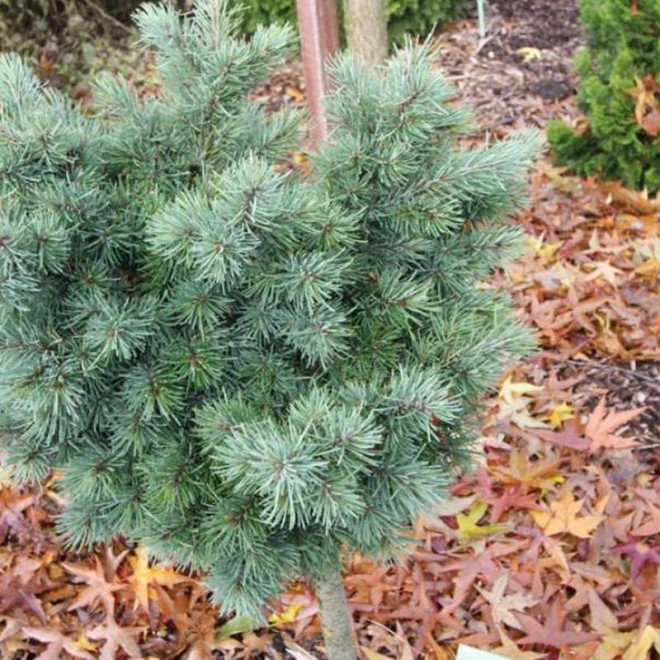 Pseudotsuga menziesii Daglezja zielona Pseudotsuga menziesii Daglezja zielona