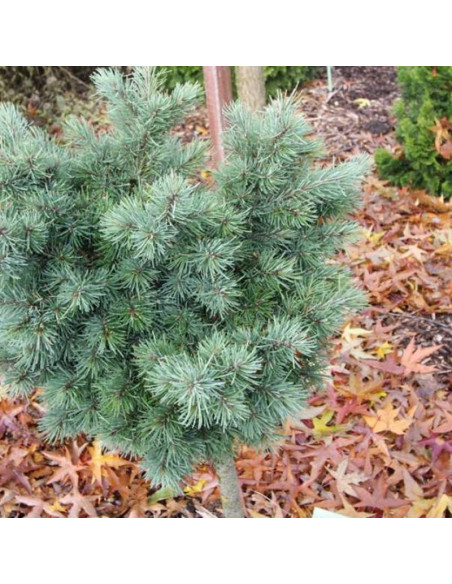 Pseudotsuga menziesii Daglezja zielona