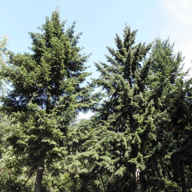 Daglezja pseudotsuga Menziesii zielona Daglezja pseudotsuga Menziesii zielona