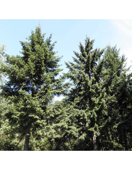 Daglezja pseudotsuga Menziesii zielona