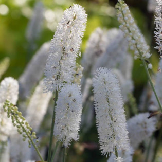 Pluskwica prosta White Pearl Actaea simplex