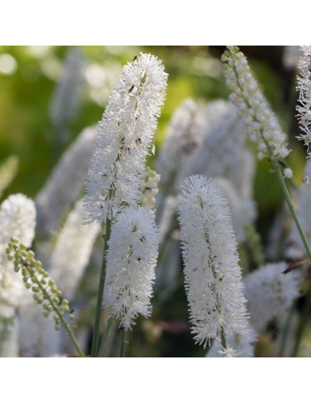 Pluskwica prosta White Pearl Actaea simplex
