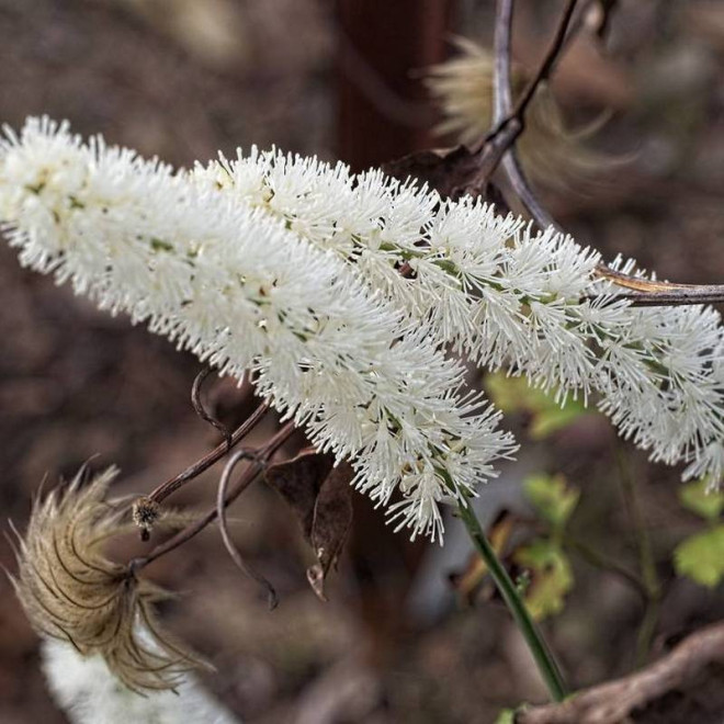 White Pearl Actaea simplex Pluskwica prosta
