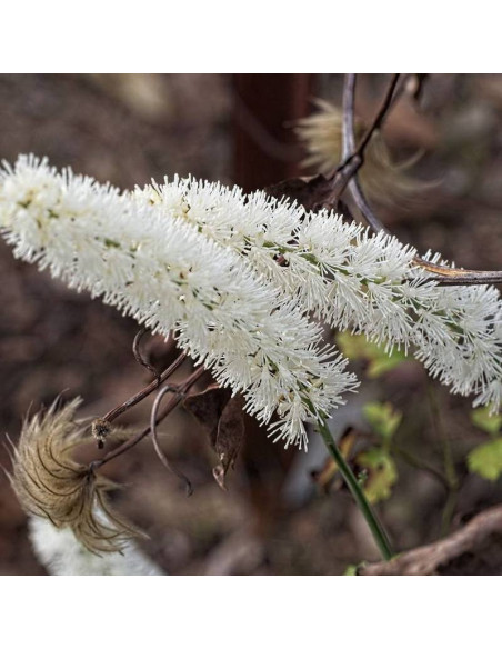 White Pearl Actaea simplex Pluskwica prosta