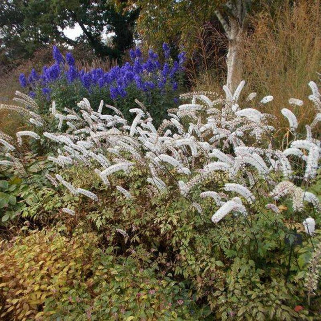 Pluskwica prosta Actaea simplex White Pearl
