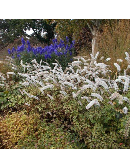 Pluskwica prosta Actaea simplex White Pearl