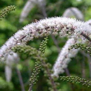 Pluskwica prosta Prichard's Giant Actaea simplex
