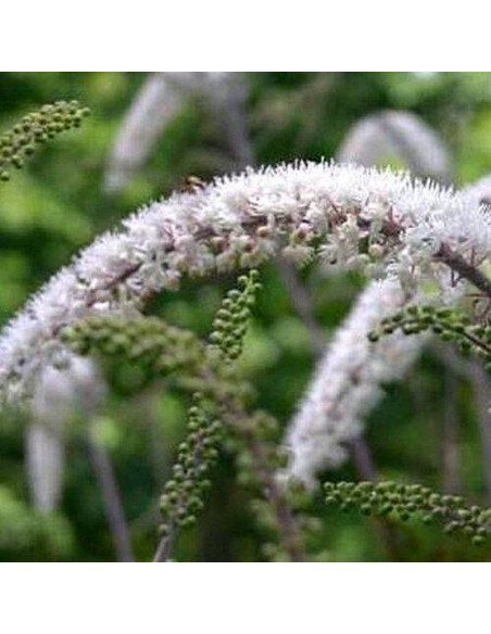 Pluskwica prosta Prichard's Giant Actaea simplex