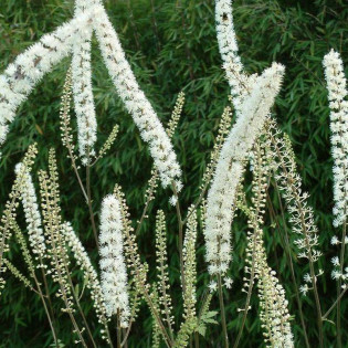 Pluskwica prosta Prichard's Giant Actaea simplex 2