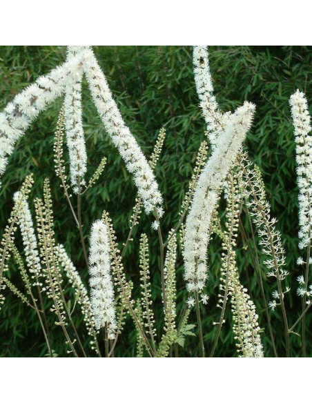 Prichard's Giant Actaea simplex Pluskwica prosta