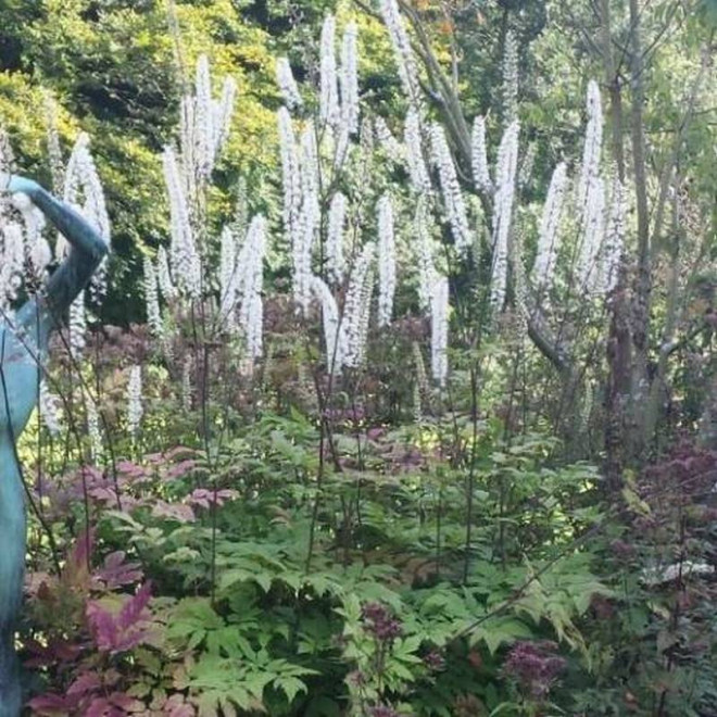 Pluskwica prosta Actaea simplex Prichard's Giant