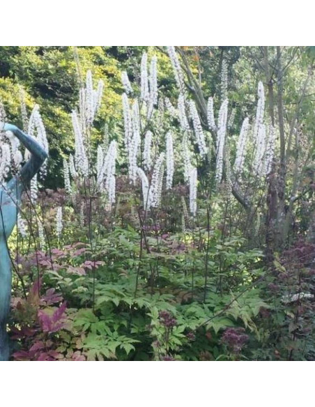 Pluskwica prosta Actaea simplex Prichard's Giant