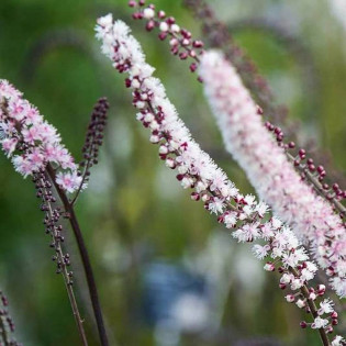 Pluskwica prosta Pink Spike Actaea simplex