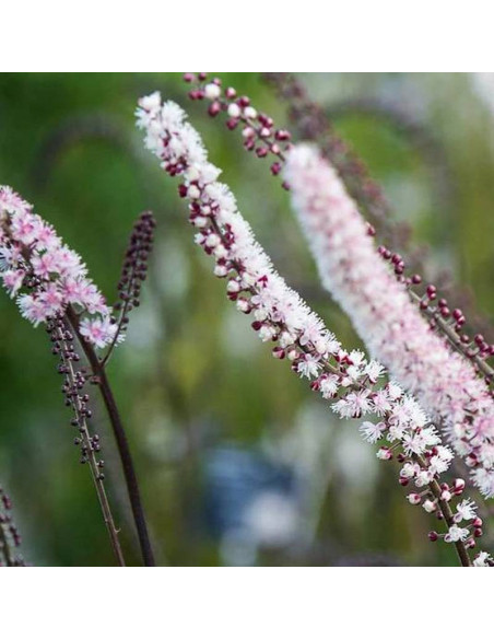 Pluskwica prosta Pink Spike Actaea simplex