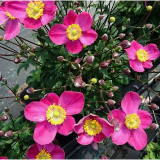 Zawilec mieszańcowy Summer Breeze Anemone hybrida 2