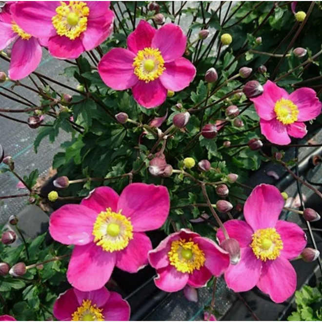 Summer Breeze Zawilec mieszańcowy Anemone hybrida