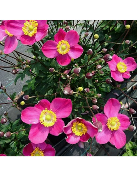 Summer Breeze Zawilec mieszańcowy Anemone hybrida