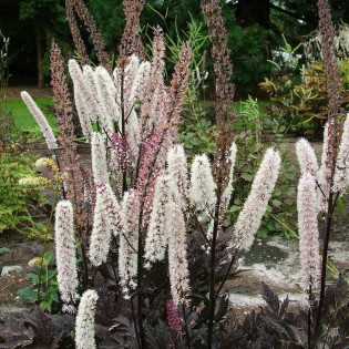 Pluskwica prosta Pink Spike Actaea simplex 2