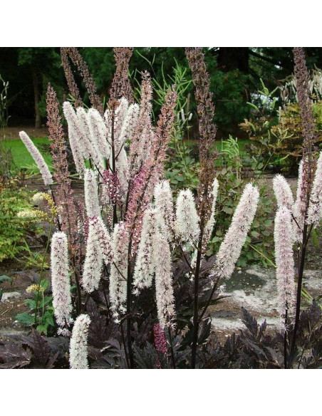 Pink Spike Actaea simplex Pluskwica prosta