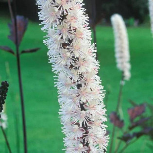 Pluskwica prosta Brunette Actaea simplex