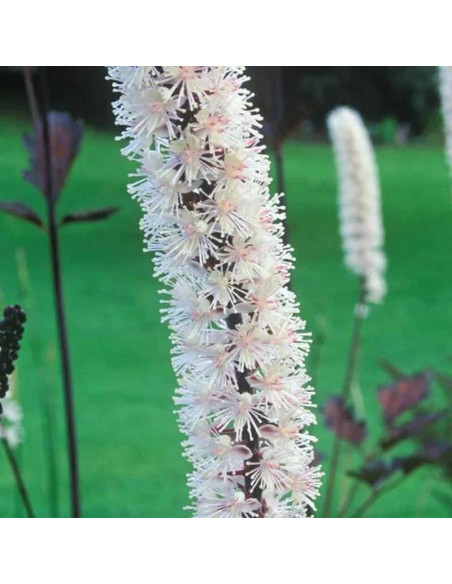 Pluskwica prosta Brunette Actaea simplex
