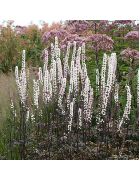 Brunette Actaea simplex Pluskwica prosta