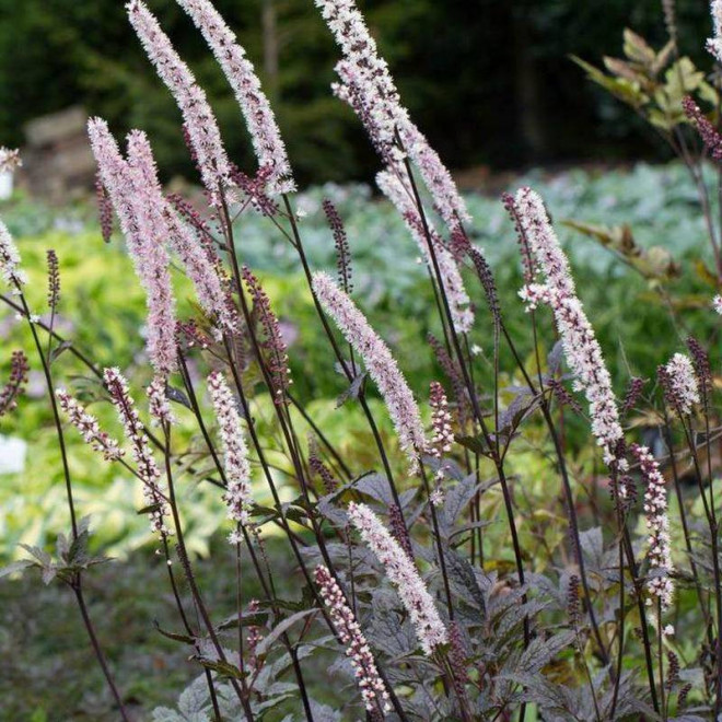 Pluskwica prosta Actaea simplex Brunette