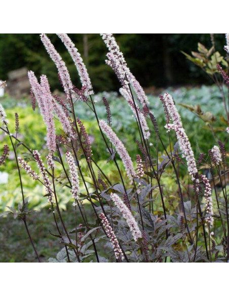 Pluskwica prosta Actaea simplex Brunette