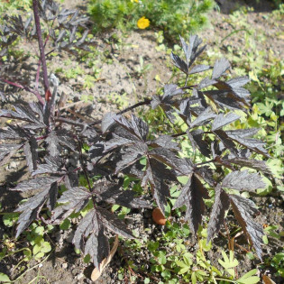 Black Negligee Actaea simplex Pluskwica prosta