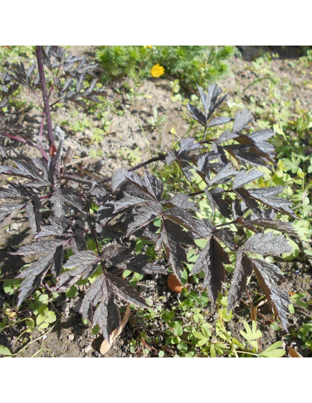 Black Negligee Actaea simplex Pluskwica prosta