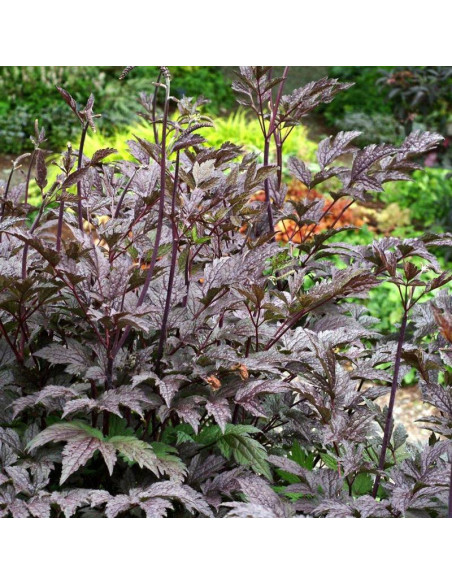 Pluskwica prosta Black Negligee Actaea simplex