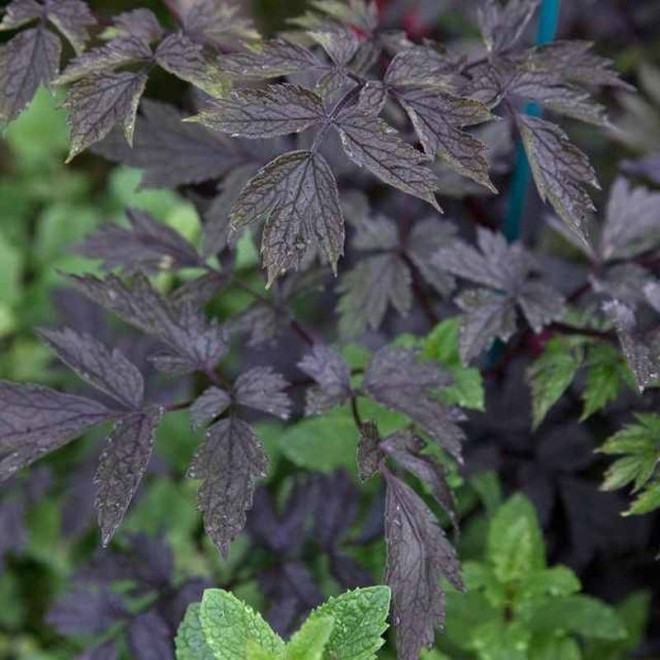 Pluskwica prosta Negligee Actaea simplex Black