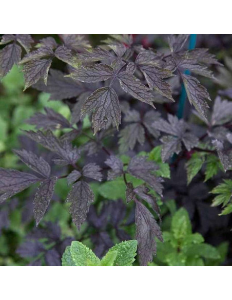 Pluskwica prosta Negligee Actaea simplex Black