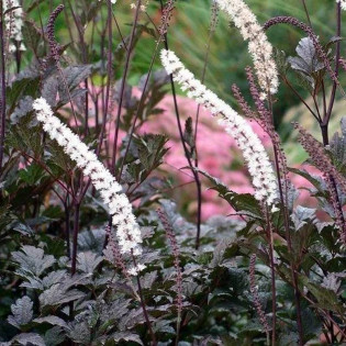 Pluskwica prosta Atropurpurea Actaea simplex