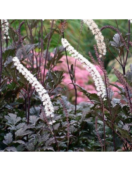 Pluskwica prosta Atropurpurea Actaea simplex