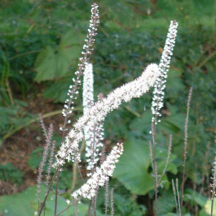 Pluskwica prosta Atropurpurea Actaea simplex 2