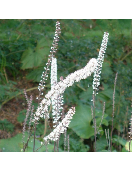 Atropurpurea Actaea simplex Pluskwica prosta