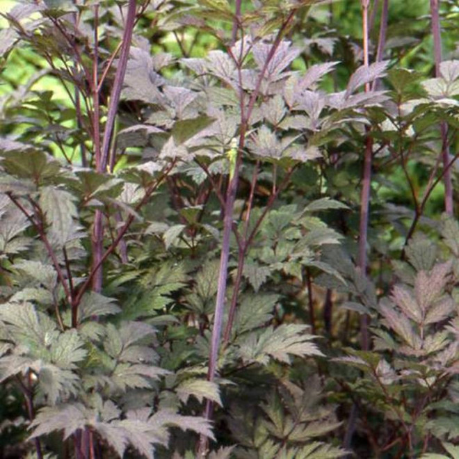 Actaea simplex Pluskwica prosta Atropurpurea