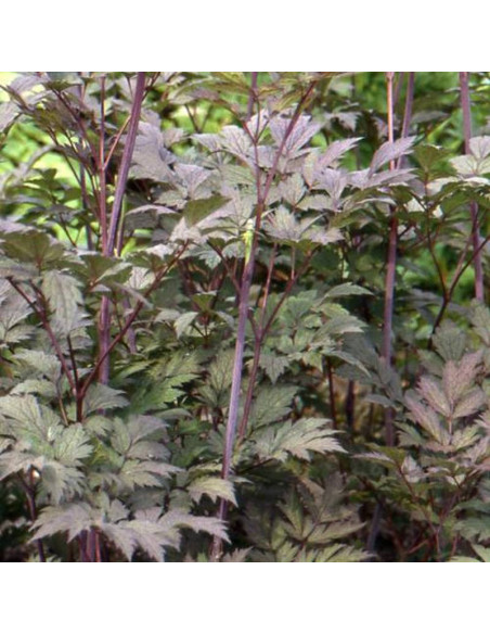 Actaea simplex Pluskwica prosta Atropurpurea