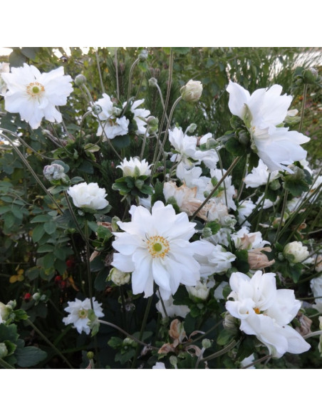 Zawilec mieszańcowy Whirlwind Anemone hybrida