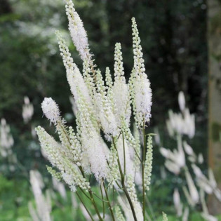 Pluskwica sercolistna Cordifolia Actaea racemosa