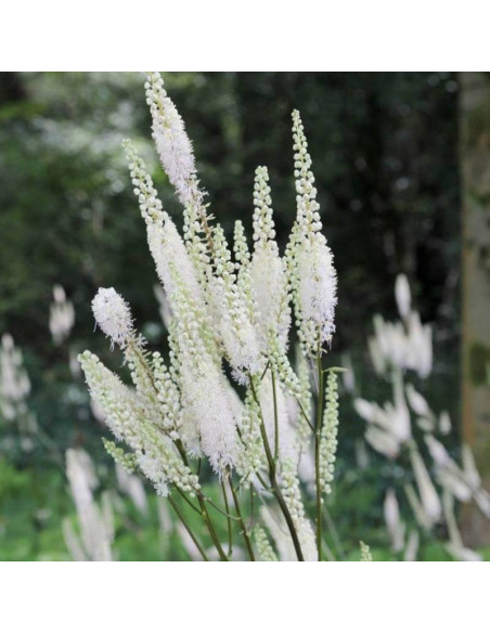 Pluskwica sercolistna Cordifolia Actaea racemosa