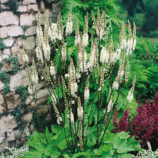 Pluskwica sercolistna Cordifolia Actaea racemosa 2
